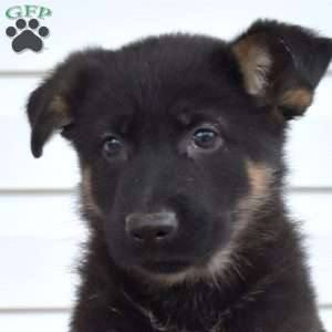 Major, German Shepherd Puppy