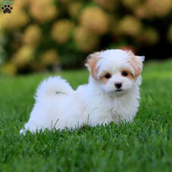 Major, Maltipoo Puppy