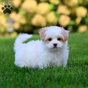 Major, Maltipoo Puppy