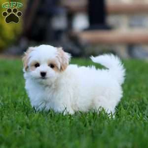 Major, Maltipoo Puppy