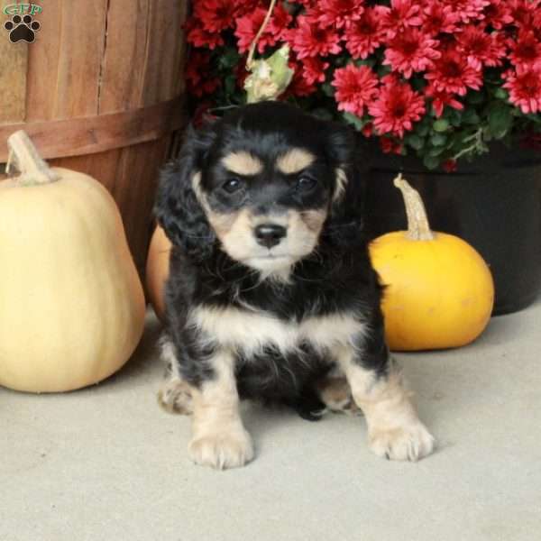 Mallory, Cavapoo Puppy