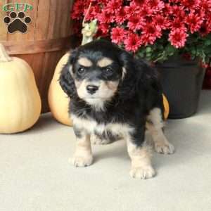Mallory, Cavapoo Puppy