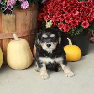 Mallory, Cavapoo Puppy