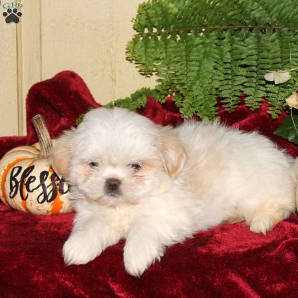 Mandy, Shih Tzu Puppy