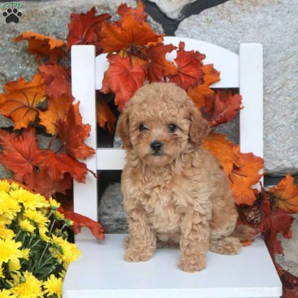 Mandy, Toy Poodle Puppy