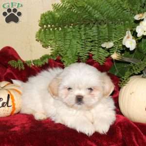 Mandy, Shih Tzu Puppy