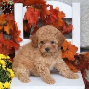 Mandy, Toy Poodle Puppy