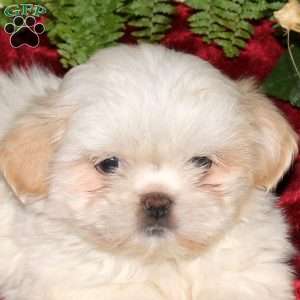 Mandy, Shih Tzu Puppy