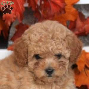 Mandy, Toy Poodle Puppy
