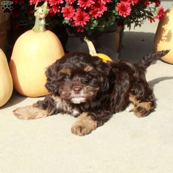 Manny, Cavapoo Puppy