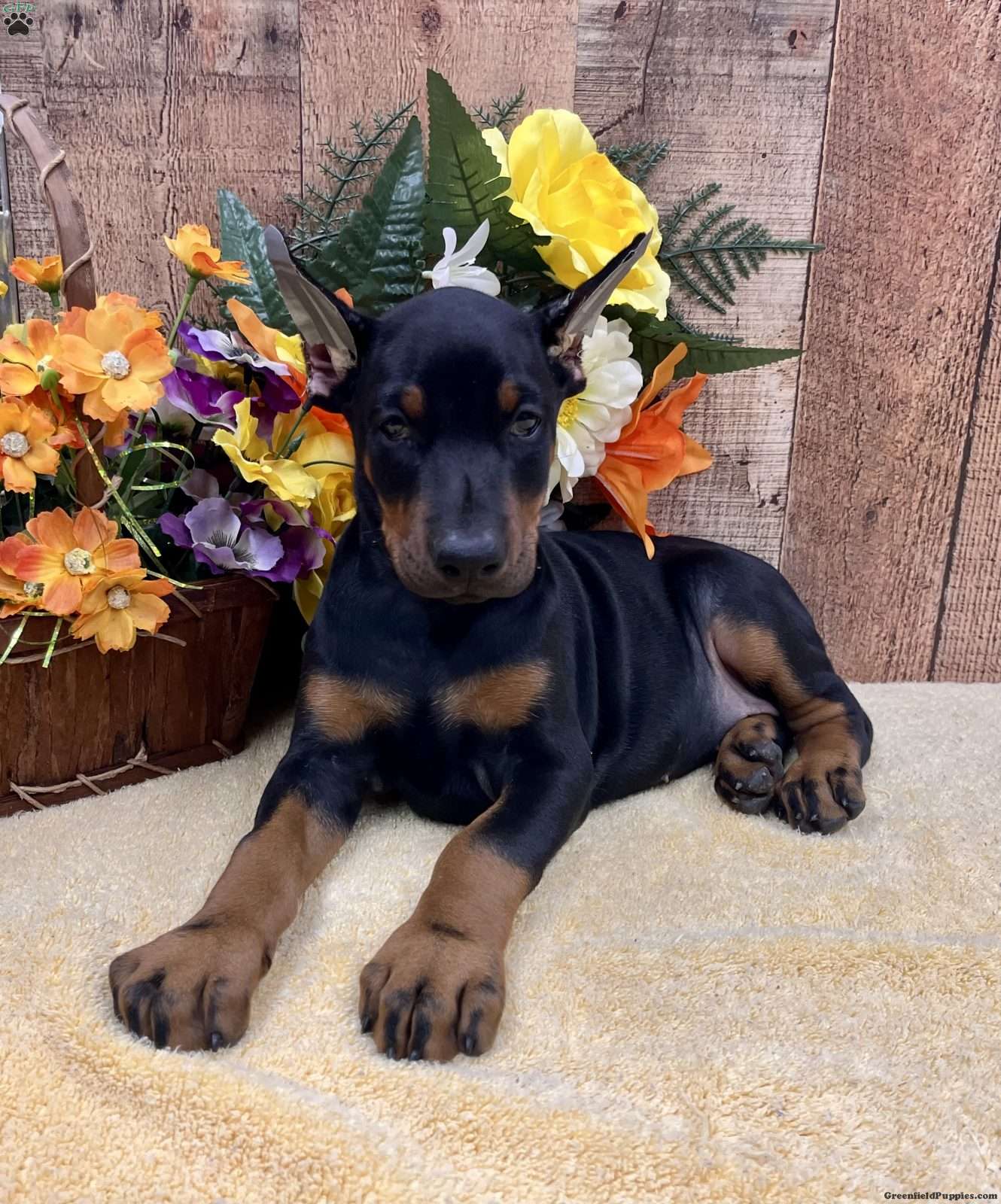Maple (Doberman Pinscher, Female) in Rome, PA