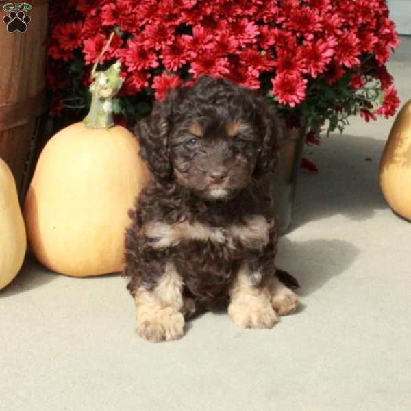 Maple, Cavapoo Puppy