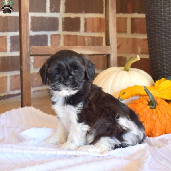 Marbles, Shih-Poo Puppy