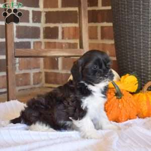 Marbles, Shih-Poo Puppy