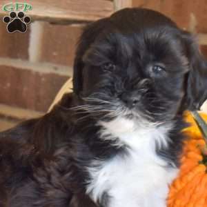Marbles, Shih-Poo Puppy