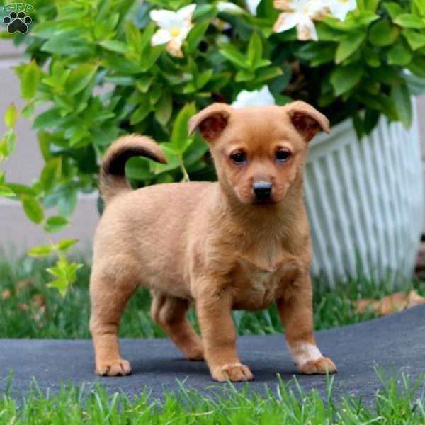 Marcus, Welsh Corgi Mix Puppy