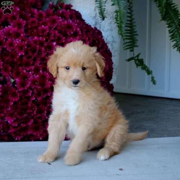 Marcus, Mini Goldendoodle Puppy