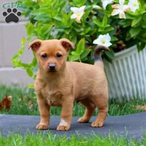 Marcus, Welsh Corgi Mix Puppy