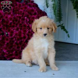 Marcus, Mini Goldendoodle Puppy