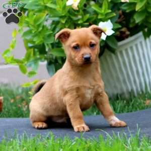 Marcus, Welsh Corgi Mix Puppy