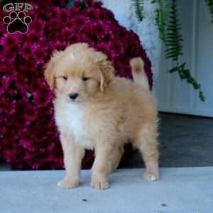 Marcus, Mini Goldendoodle Puppy