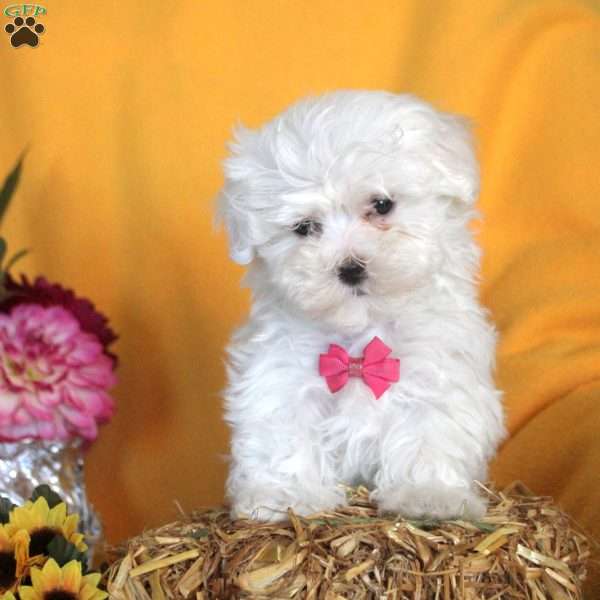 Marie, Maltese Puppy