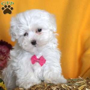 Marie, Maltese Puppy