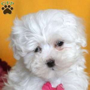 Marie, Maltese Puppy