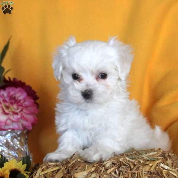 Mark, Maltese Puppy