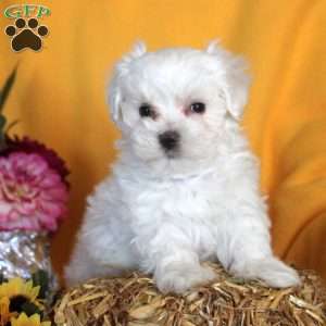 Mark, Maltese Puppy