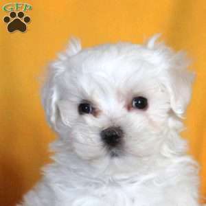Mark, Maltese Puppy