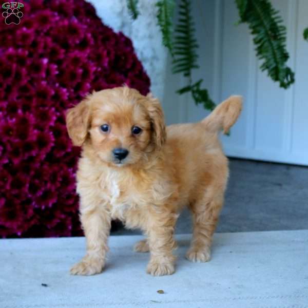 Marlee, Mini Goldendoodle Puppy