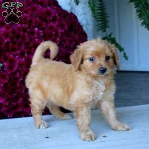 Marlee, Mini Goldendoodle Puppy