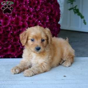 Marlee, Mini Goldendoodle Puppy