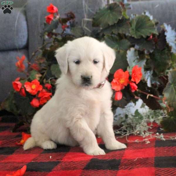 Marlene, English Cream Golden Retriever Puppy
