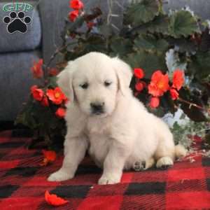 Marlene, English Cream Golden Retriever Puppy