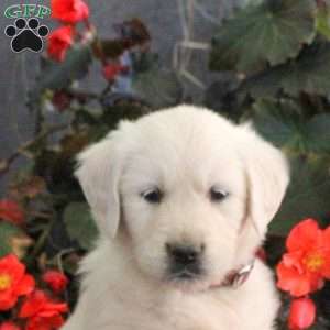Marlene, English Cream Golden Retriever Puppy