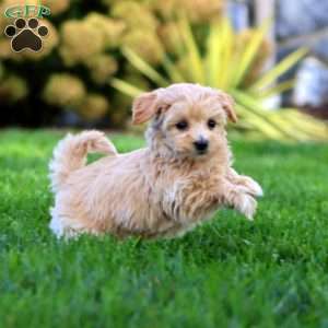 Marsha, Maltipoo Puppy