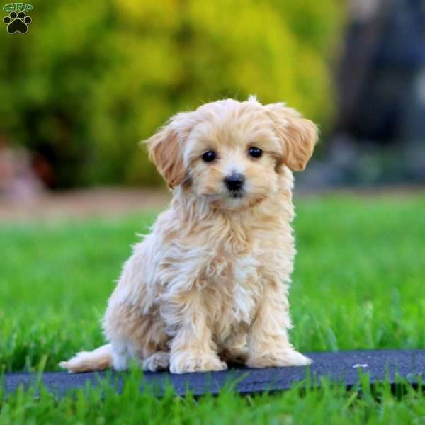 Marsha, Maltipoo Puppy