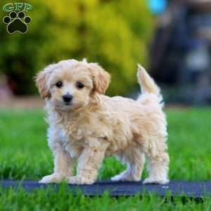 Marsha, Maltipoo Puppy