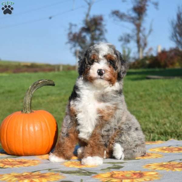 Marshall, Mini Bernedoodle Puppy
