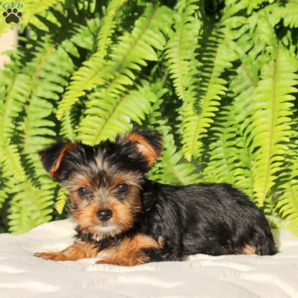 Marshall, Yorkie Puppy
