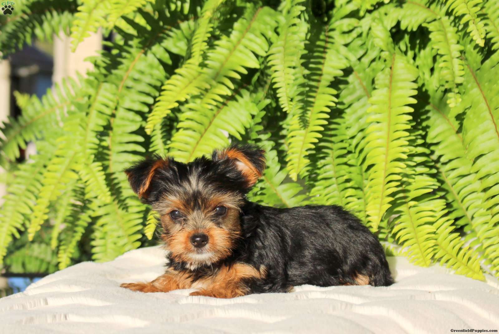 Marshall (Yorkshire Terrier, Male) in Strasburg, PA