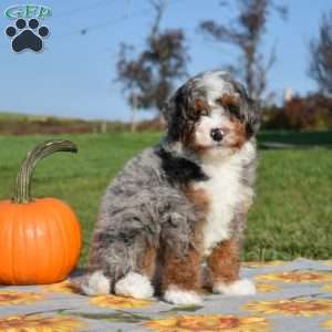 Marshall, Mini Bernedoodle Puppy