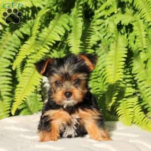 Marshall, Yorkie Puppy