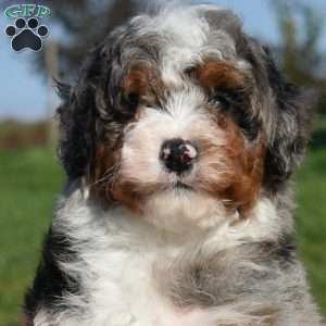Marshall, Mini Bernedoodle Puppy