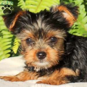 Marshall, Yorkie Puppy