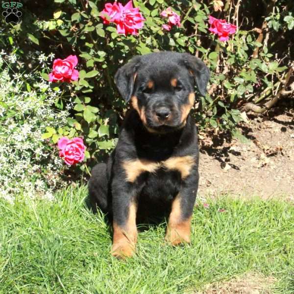 Marty, Rottweiler Puppy