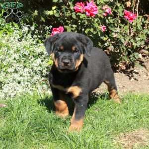 Marty, Rottweiler Puppy