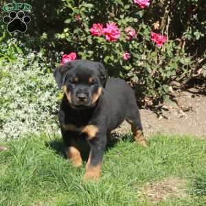 Marty, Rottweiler Puppy